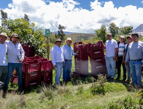 Pan American Silver Shahuindo impulsa primera cosecha de palta Hass certificada para exportación en el Valle de Condebamba, Cajamarca