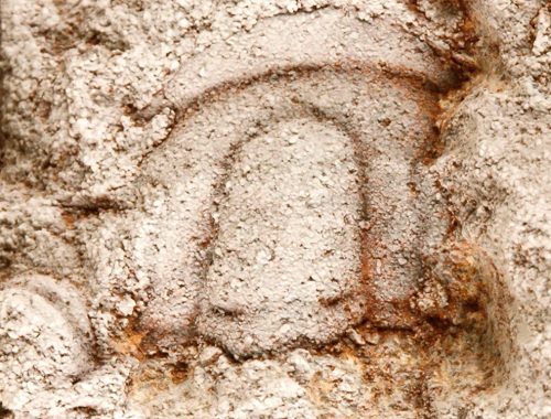 Fósil custodiado por el Ingemmet revela el registro más antiguo de vida compleja en el Perú con una antigüedad de 494 millones de años