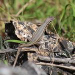 Antamina