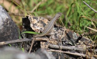 Antamina