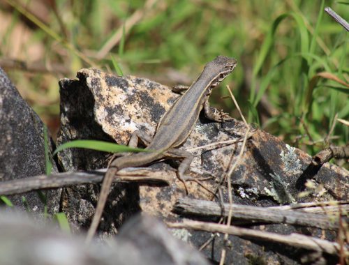 Nueva especie de lagartija es descubierta en La Cordillera Blanca