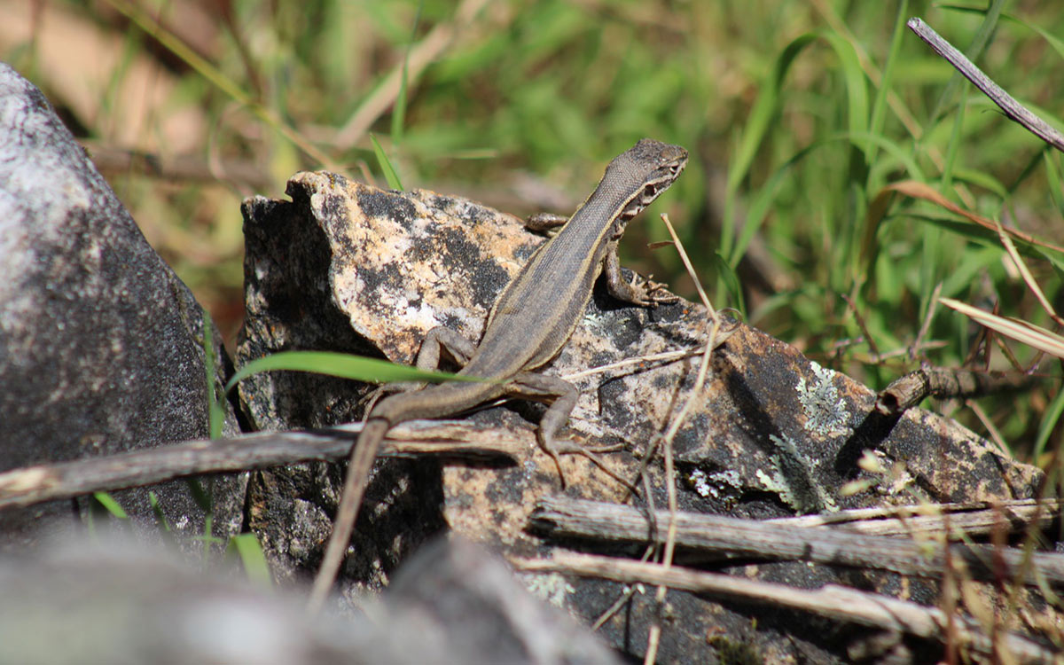 Antamina